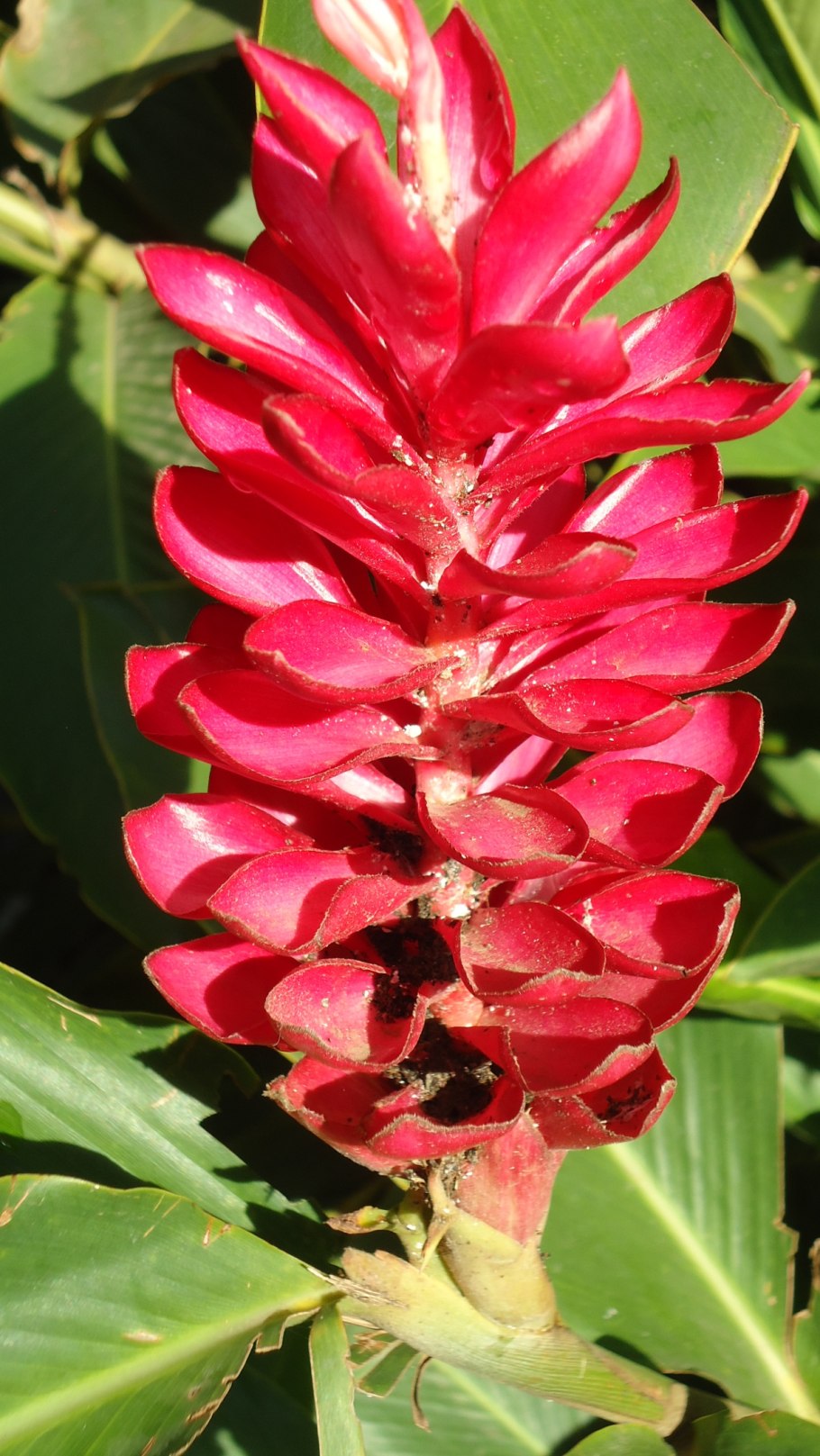 Альпиния пурпурная