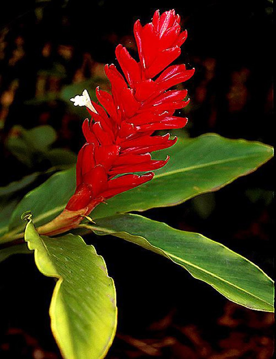 Костус сиреневый