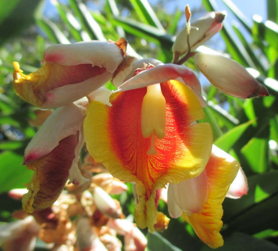 Африканский имбирь