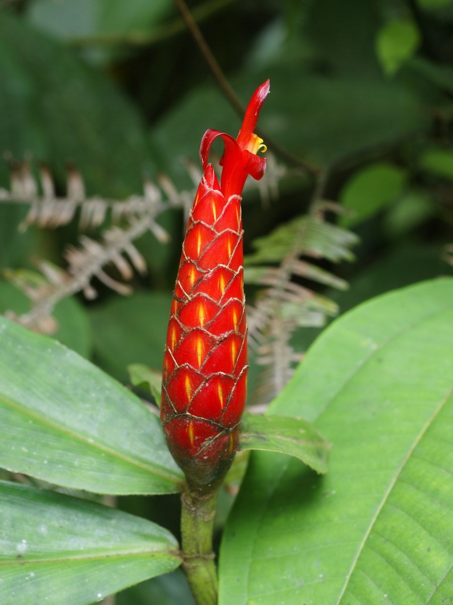 Costus woodsonii