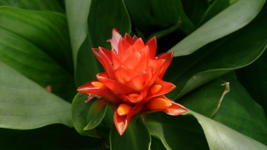 Семейство имбирные цветок