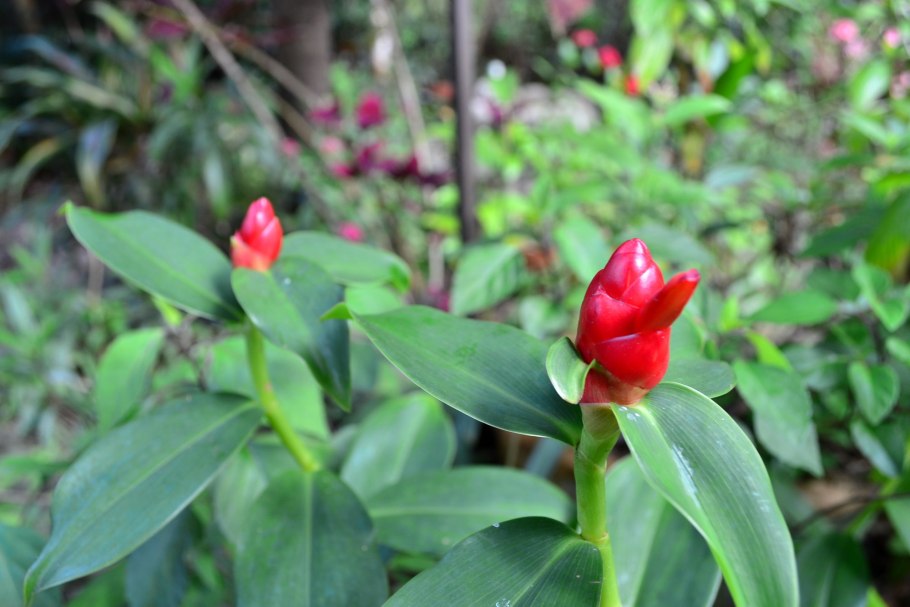 Costus woodsonii