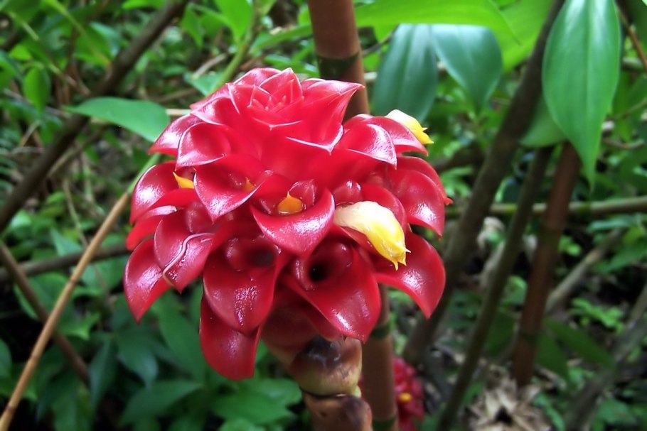 Tapeinochilos ananassae