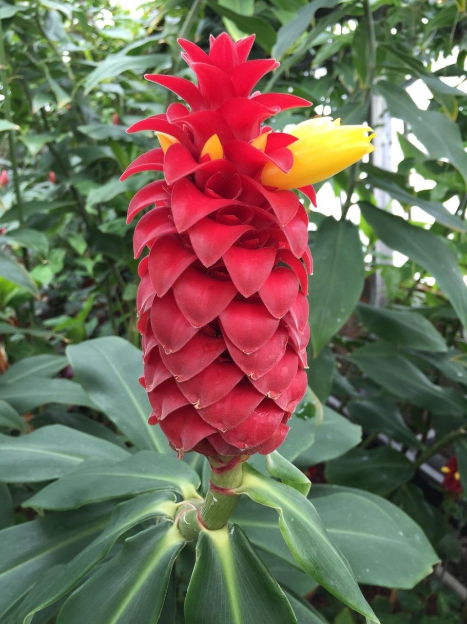 Костус растение