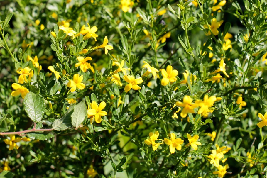 Jasminum fruticans