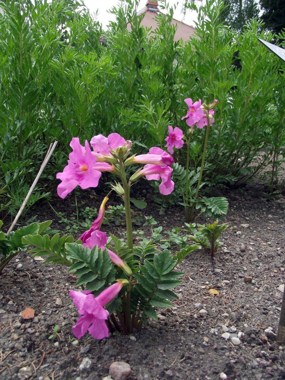 Инкарвиллея delavayi