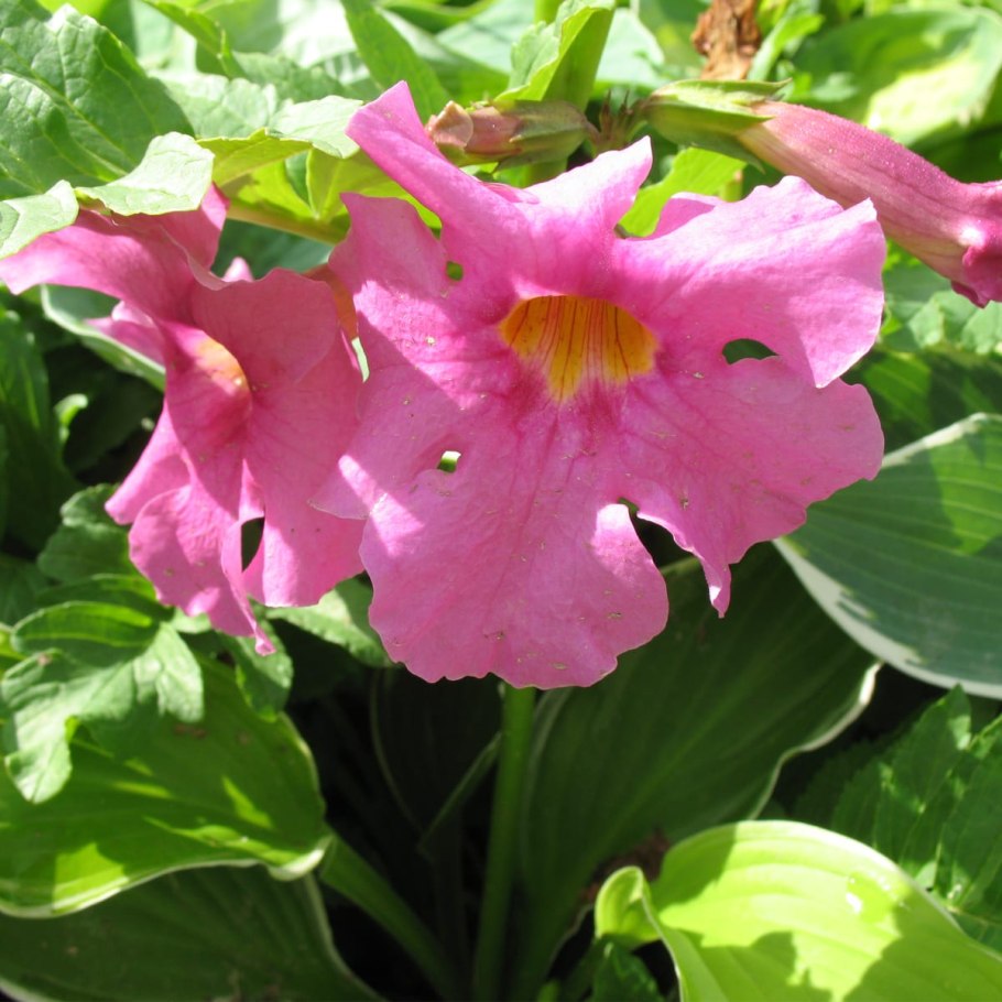 Incarvillea sinensis
