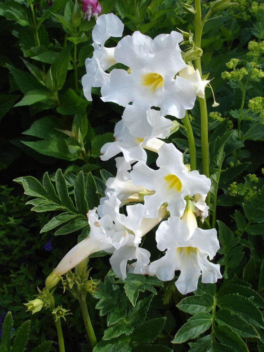 Инкарвиллея (Incarvillea) delavayi