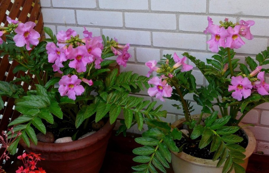Инкарвиллея zhongdianensis