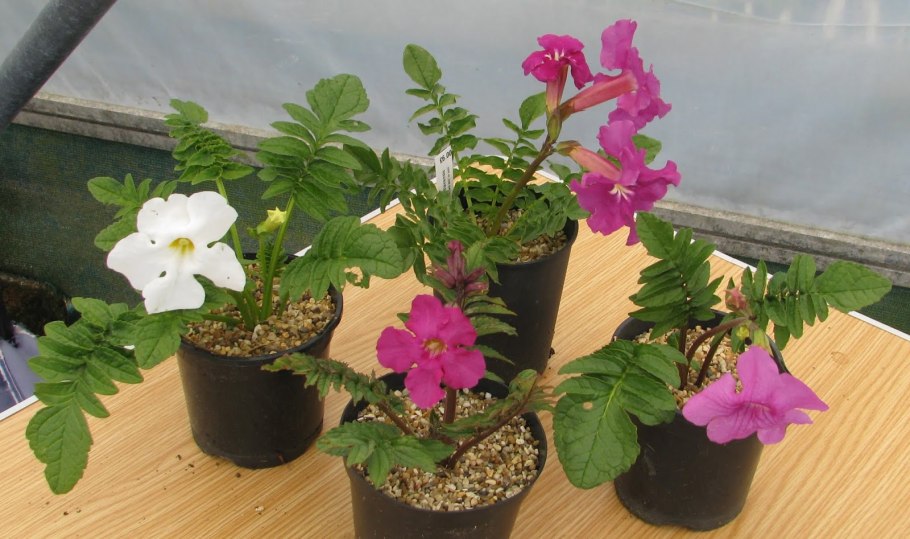 Incarvillea mairei