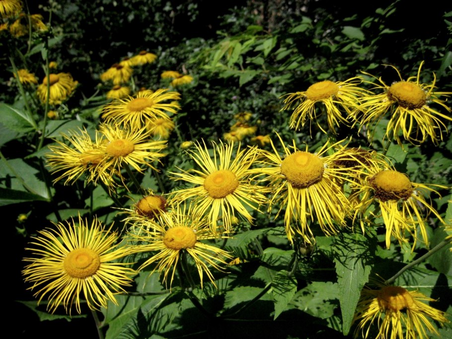 Девясил Inula Helenium