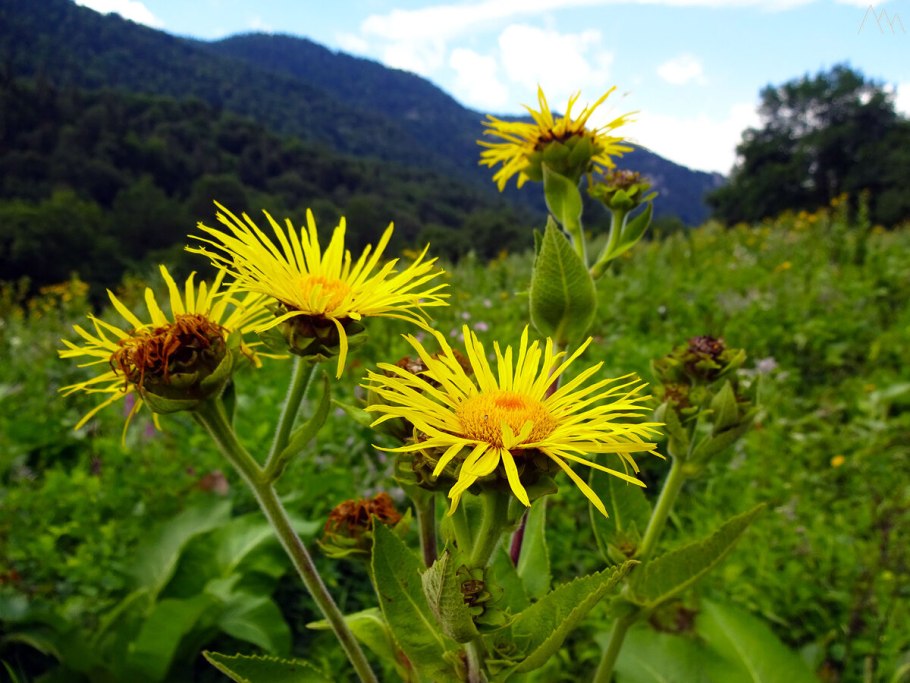 Девясил великолепный (Inula magnifica)