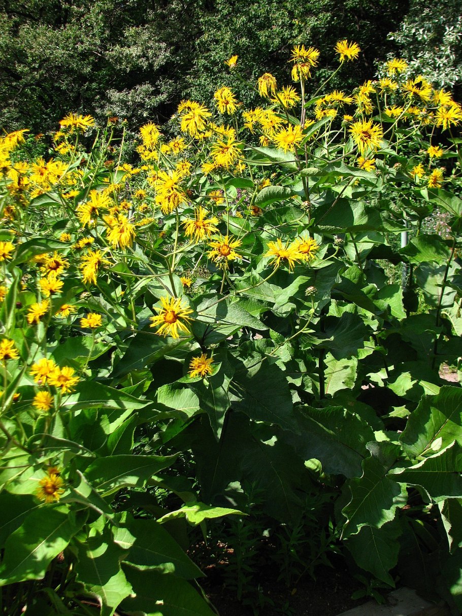 Девясил великолепный (Inula magnifica)