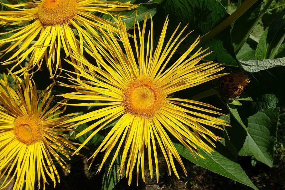 Девясил великолепный (Inula magnifica)