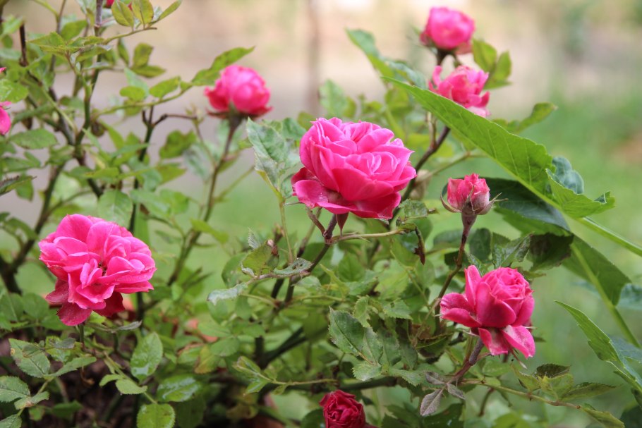 Шиповник французский Rosa Gallica