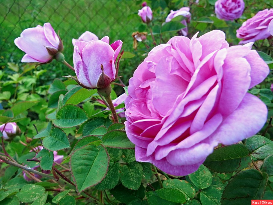 Французский шиповник на даче
