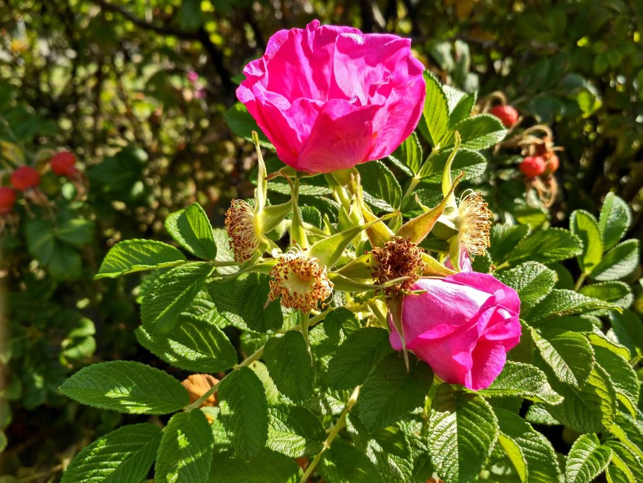Шиповник розовидный