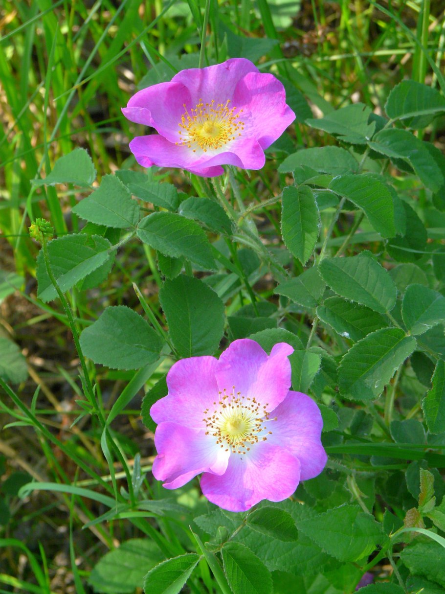 Роза Галлика