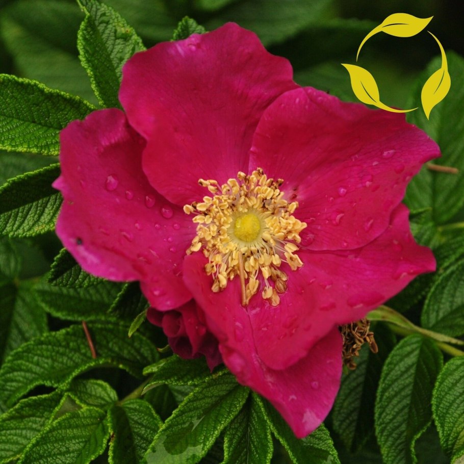 Шиповник иглистый