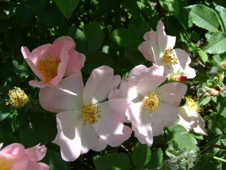 Шиповник французский роза