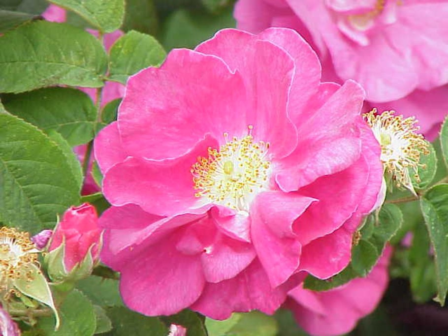 Rosa Gallica officinalis