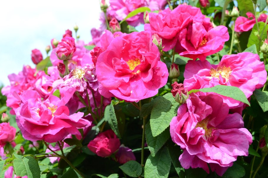 Rosa Gallica officinalis