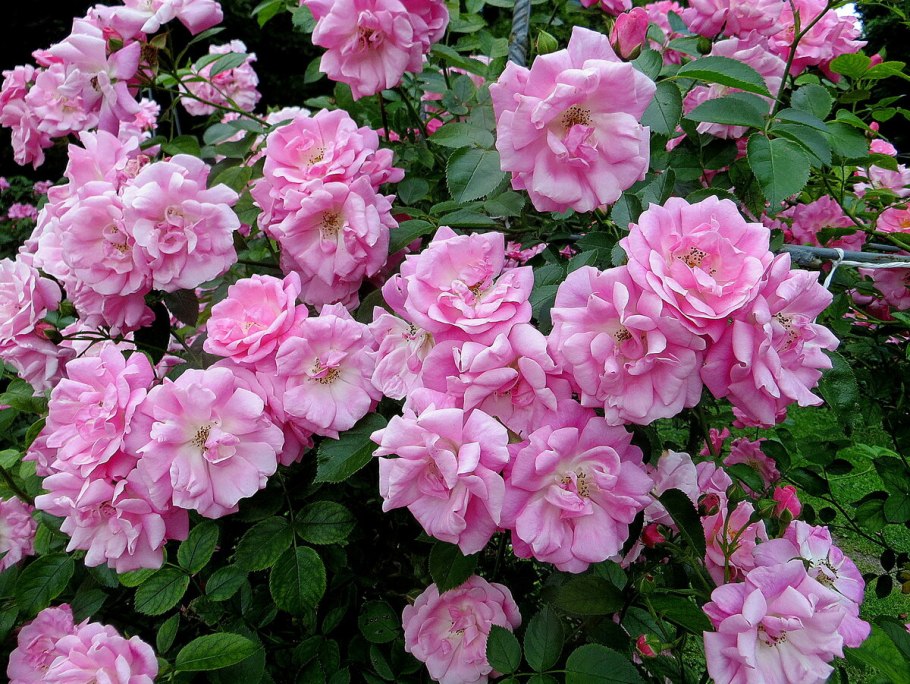 Шиповник французский Rosa Gallica