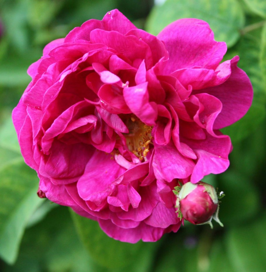 Rosa Gallica officinalis