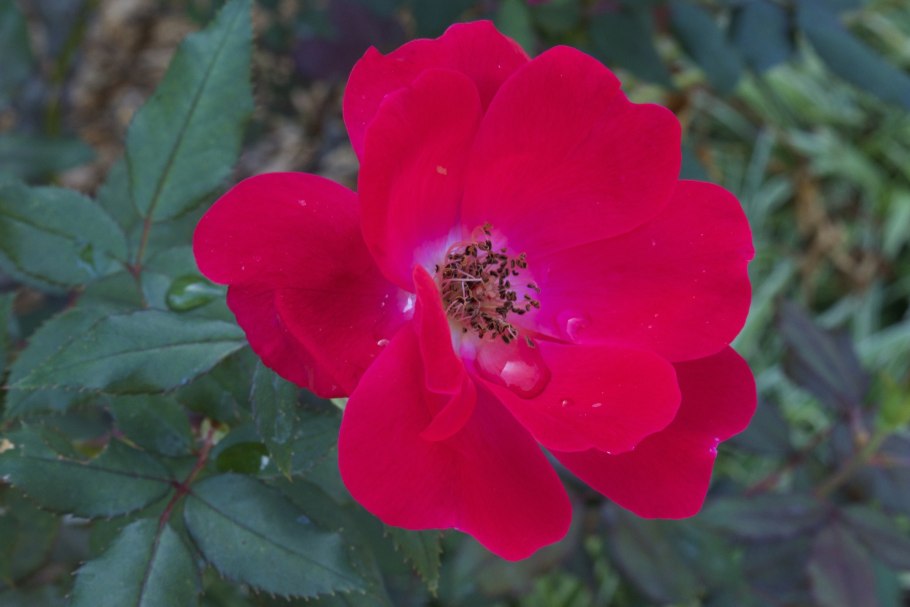 «Красный шиповник»