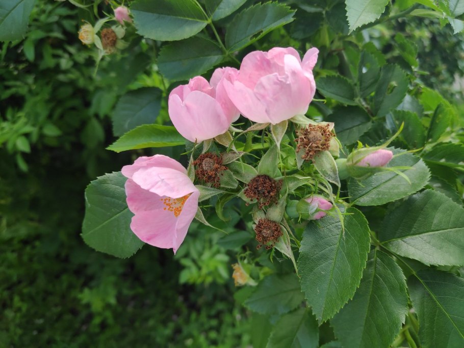 Шиповник канадская Бланш