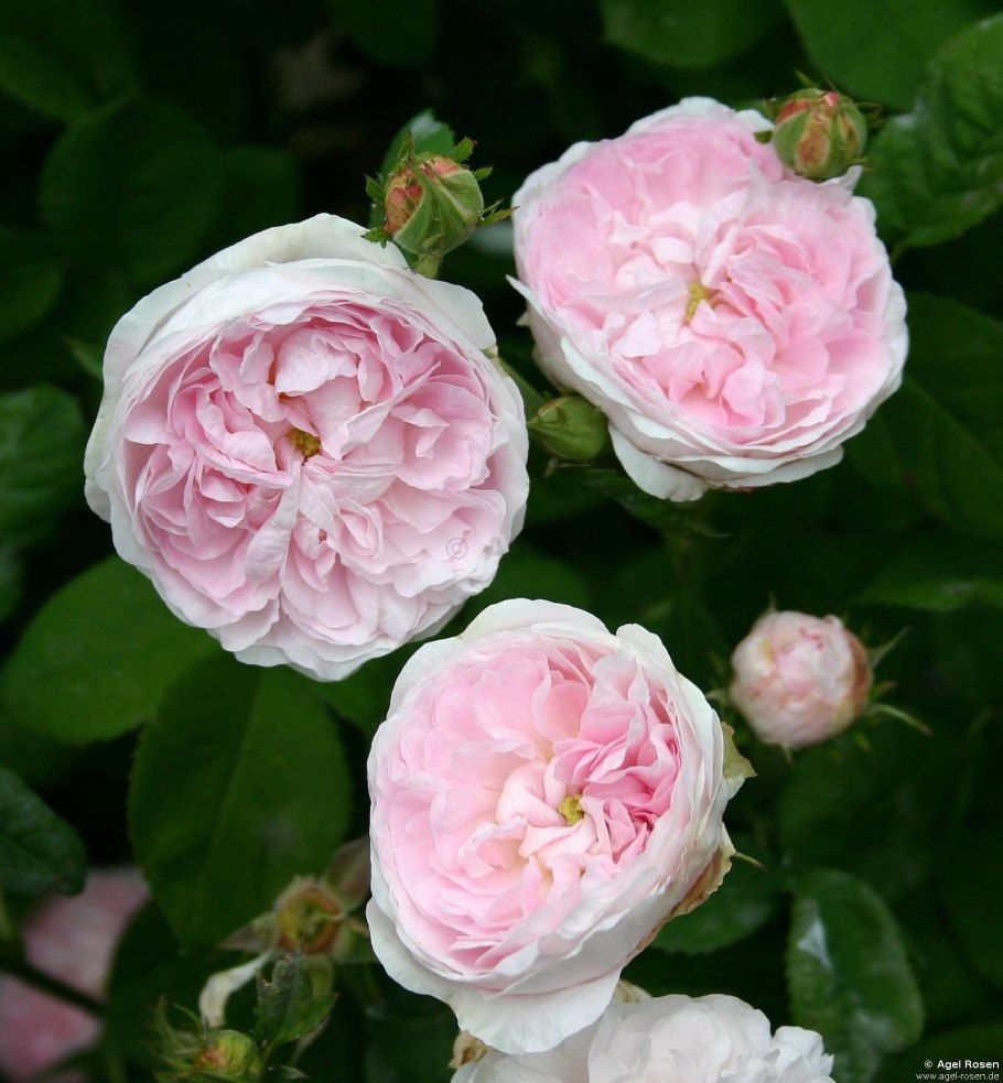 Роза Дюшес де Монтебелло