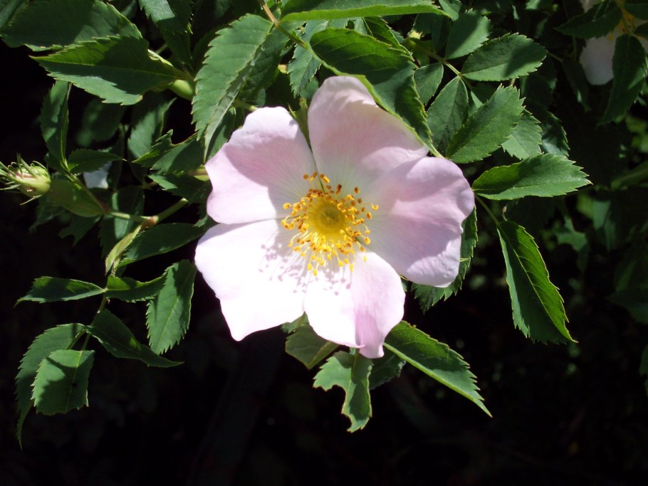 Галлика Крым