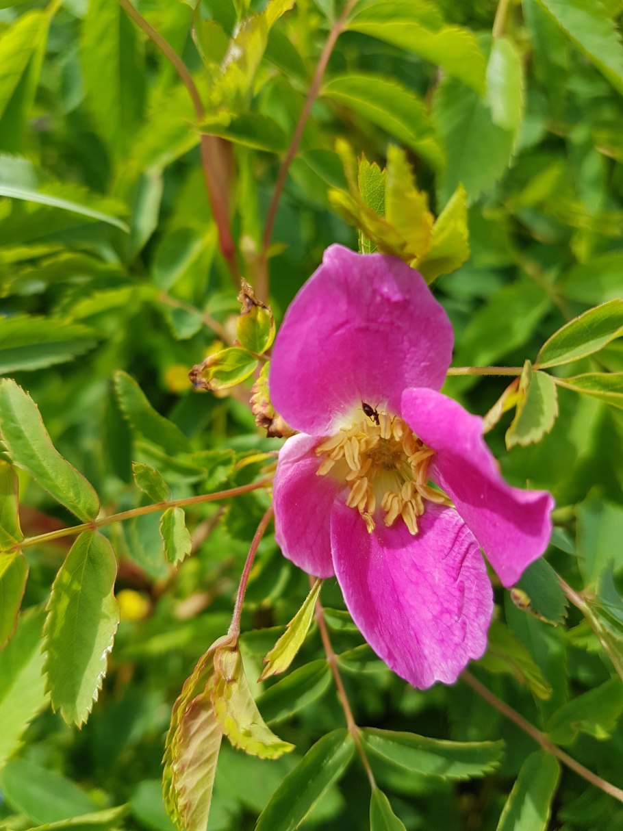 Дикая роза шиповник красная