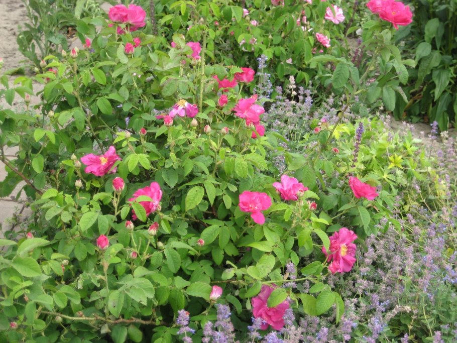 Французская роза (Rosa Gallica)