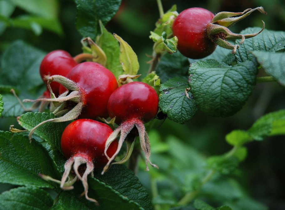 Боярышник шиповник различия