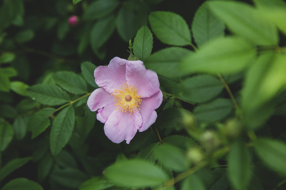 Шиповник собачий (rosa canina)