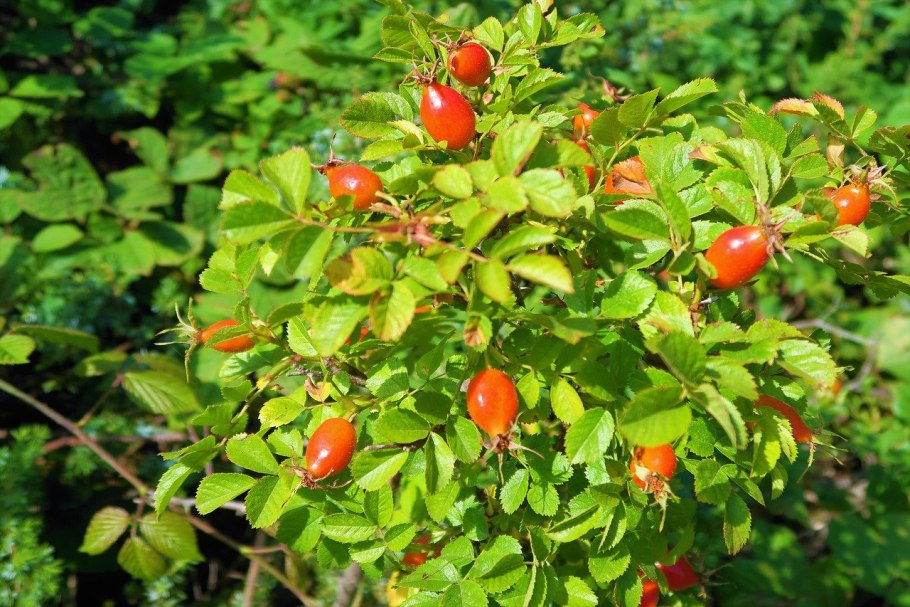 Шиповник майский