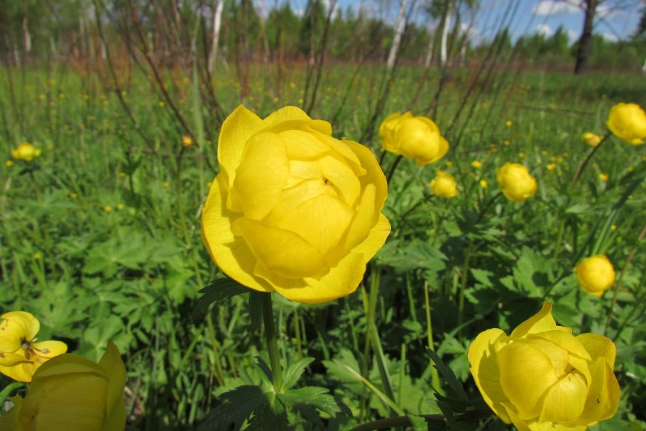 Ranunculus oreophilus
