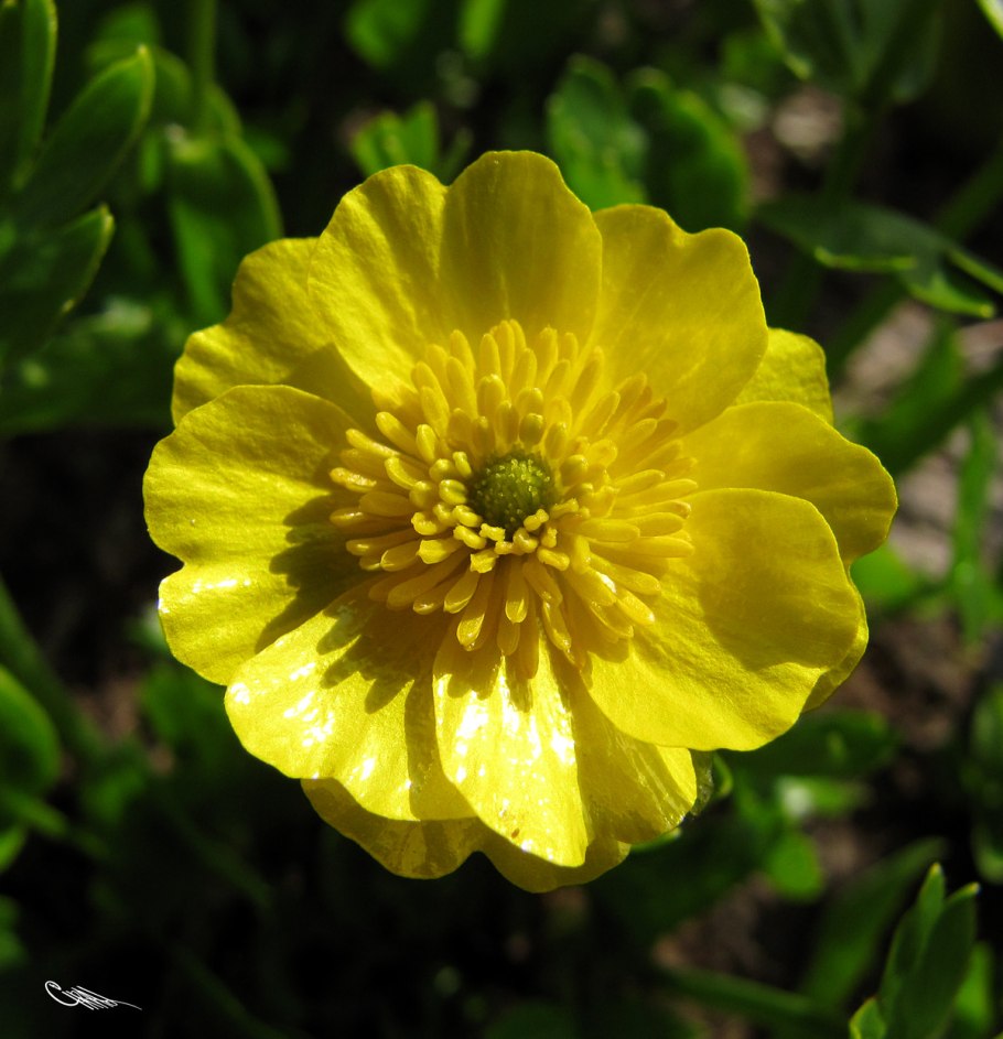 Лютик семейство