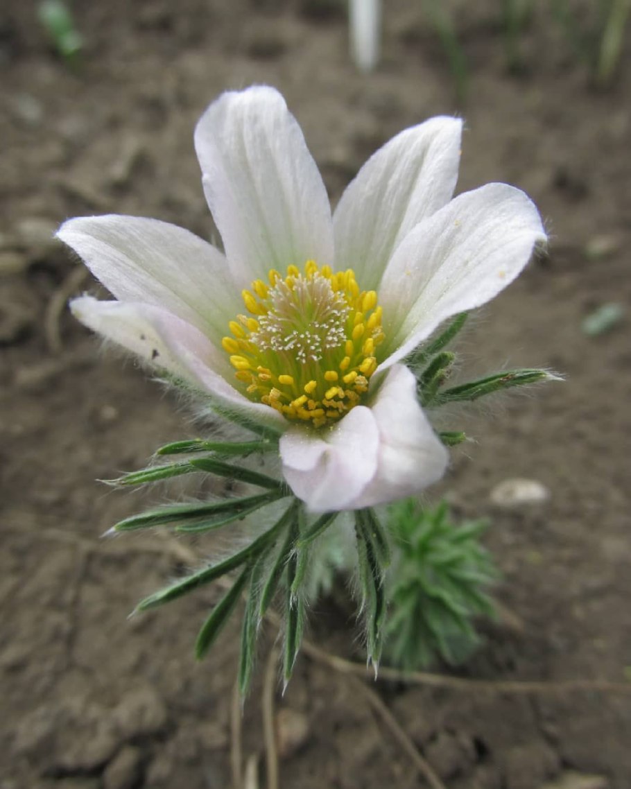 Лютики прострел