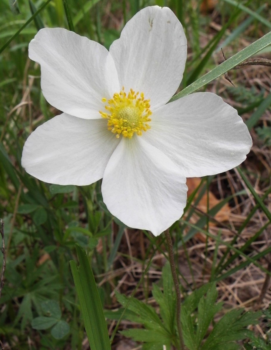 Ветреница Лесная (Anemone Sylvestris)