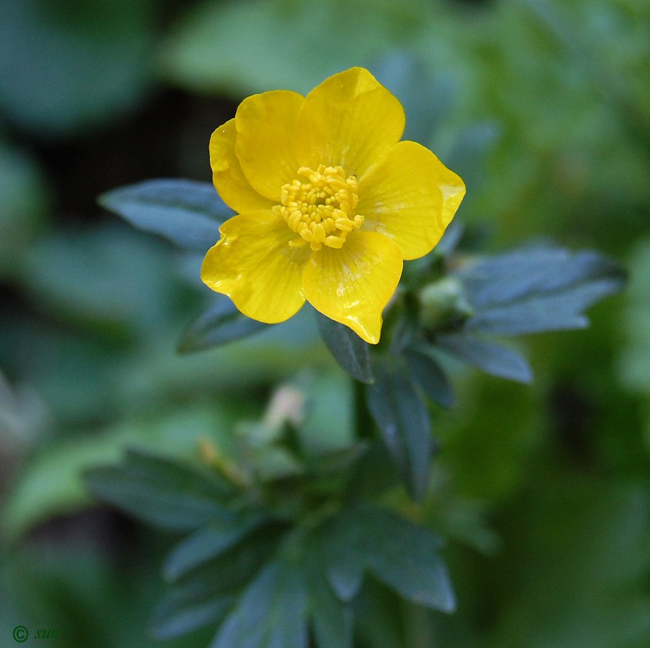 Лютик многолистный (Ranunculus polyphyllus)