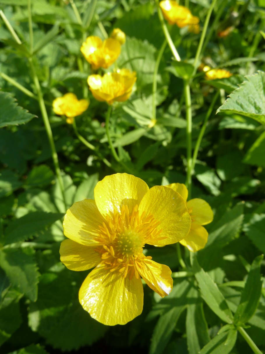Печеночница благородная семейство