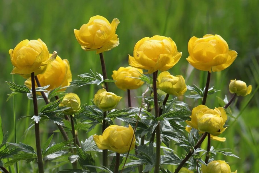 Ranunculus caucasicus