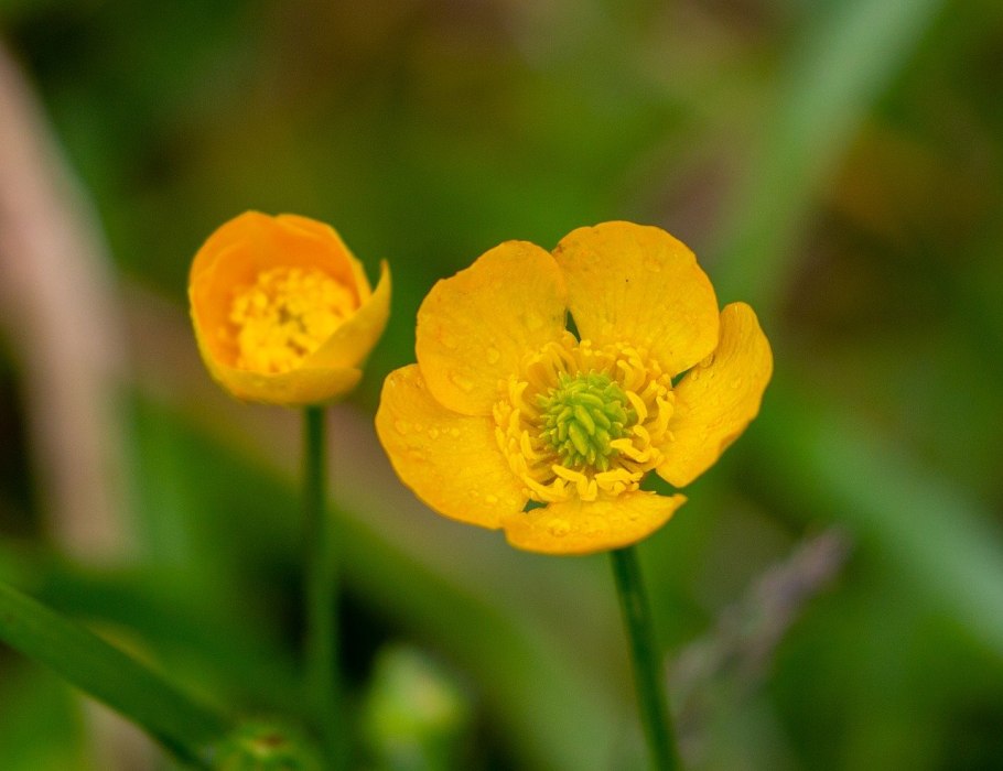 Ranunculus Acris Лютик едкий