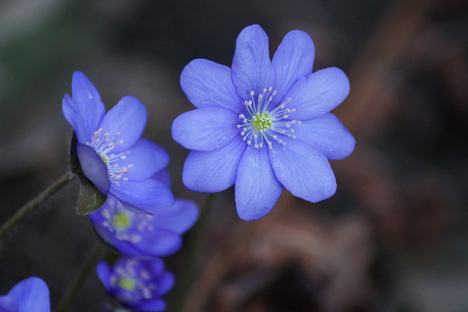 Печеночница благородная hepatica nobilis