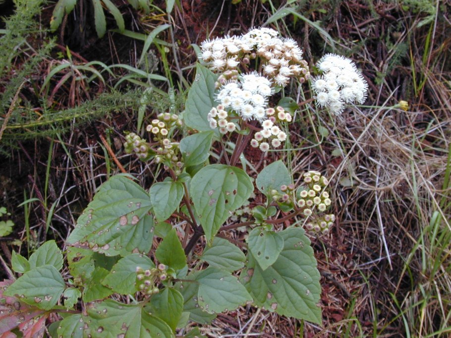 Ageratina Adenophora