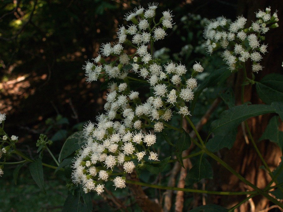 Ageratina Adenophora