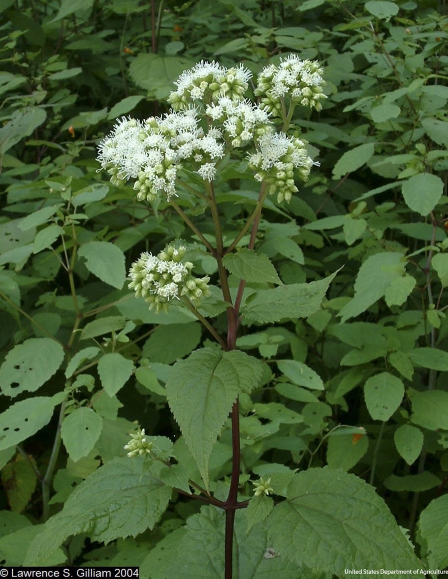 Օnobrychis altissima