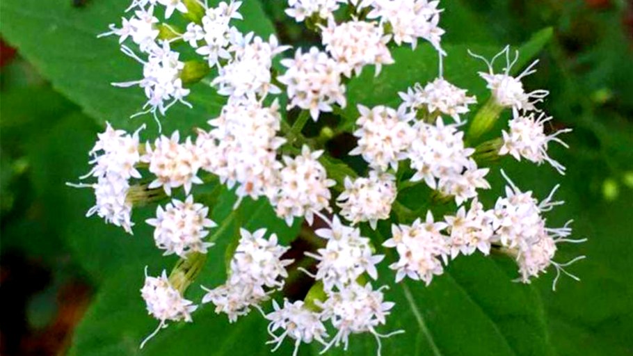Virginia snakeroot